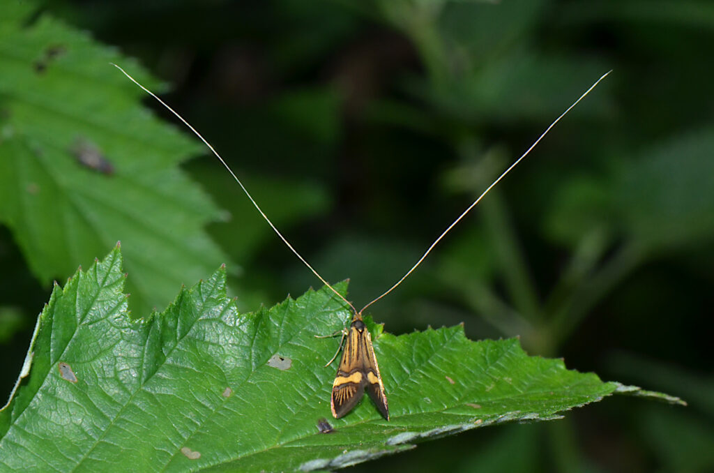 Nemophora degeerella (Linnaeus, 1758)